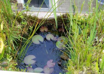 Quelle profondeur pour un bassin à poisson ?