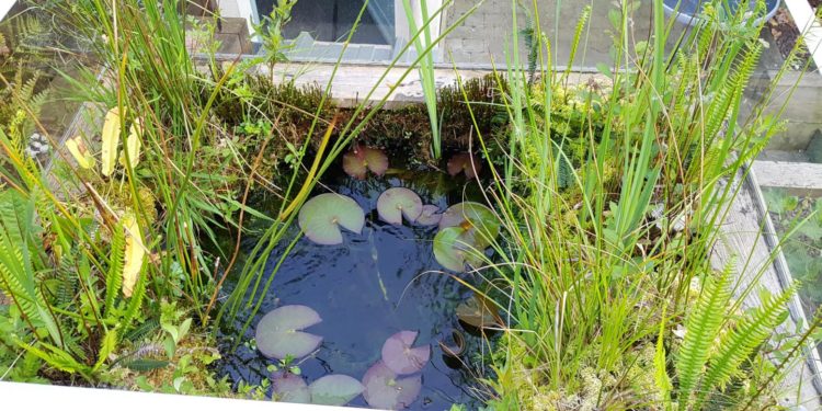 Quelle profondeur pour un bassin à poisson ?