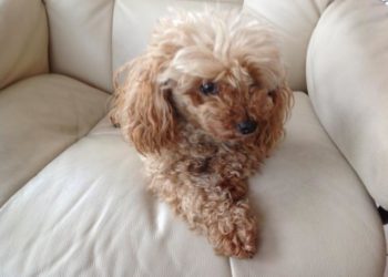 Quel caniche choisir ?