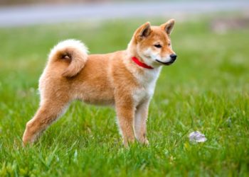 Quelle race de chien taille moyenne ?