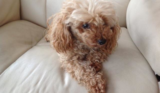 Quel caniche choisir ?