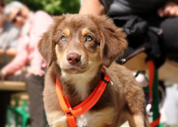 Quel âge pour mettre un harnais à un chiot ?