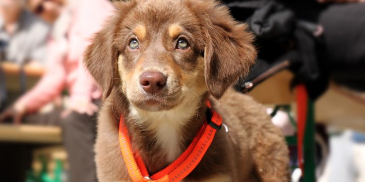 Quel âge pour mettre un harnais à un chiot ?