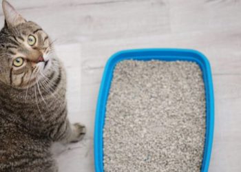 Comment savoir si la litière de mon chat est trop petite ?