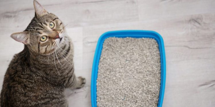 Comment savoir si la litière de mon chat est trop petite ?