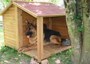 Quel taille de niche pour un berger allemand ?