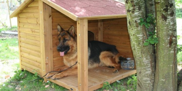 Quel taille de niche pour un berger allemand ?