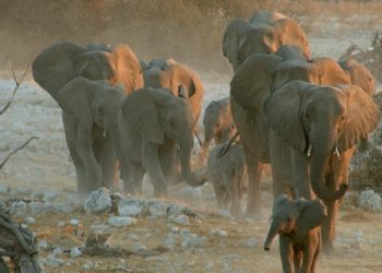 Quel âge peut vivre un gorille ?