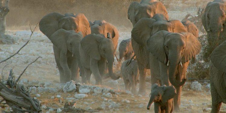 Quel âge peut vivre un gorille ?