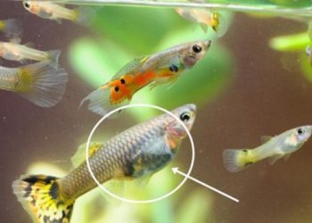 Comment savoir si un Guppy va accoucher ?