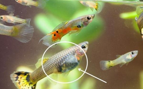 Comment savoir si un Guppy va accoucher ?