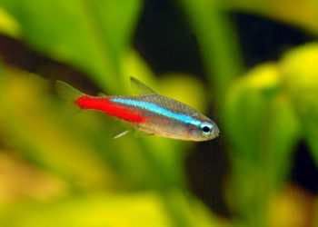 Quelle eau pour poisson néon ?