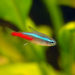 Quelle eau pour poisson néon ?