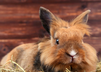 Comment garder un lapin dehors ?