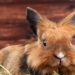 Comment garder un lapin dehors ?