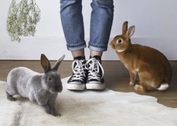 Comment faire quand son lapin meurt ?