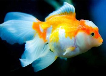 Quelle température pour les poissons ?