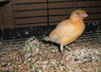 Pourquoi mon canari ne chante pas ?