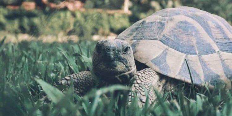 Comment savoir la race de sa tortue terrestre ?