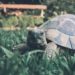 Comment savoir la race de sa tortue terrestre ?
