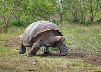 Quel est le reptile qui vit le plus longtemps ?
