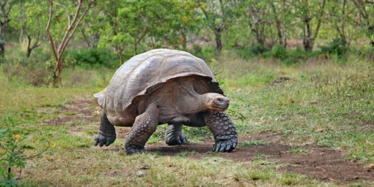 Quel est le reptile qui vit le plus longtemps ?