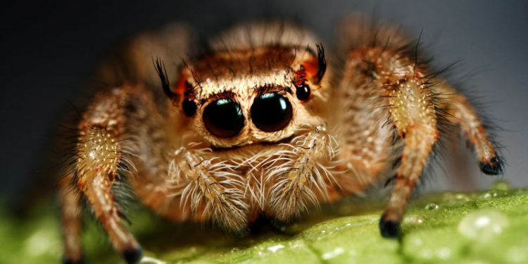 Est-ce que les insectes font partie des animaux ?