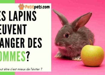 Est-ce que les lapins peuvent manger de la banane ?