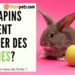Est-ce que les lapins peuvent manger de la banane ?