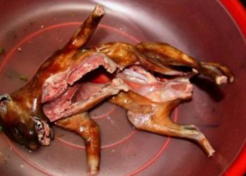 Quel viande peut manger un chat ?