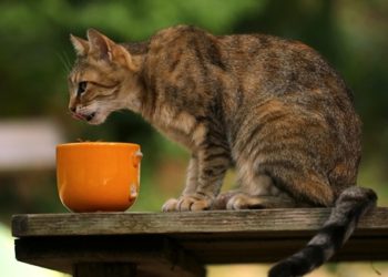 Quels sont les aliments à ne pas donner aux chats ?