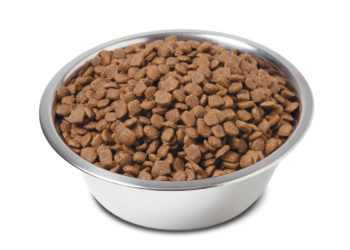 Comment remplacer les croquettes pour chien ?