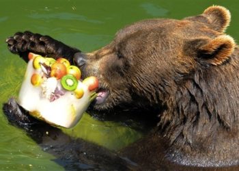 Quels fruits mange l'ours ?