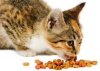 Comment donner friandise chat ?