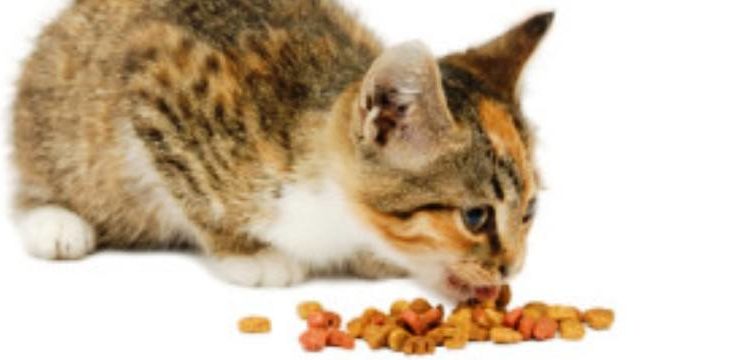 Comment donner friandise chat ?