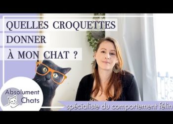 Quelles sont les meilleures croquettes pour chat stérilisé en grande surface ?