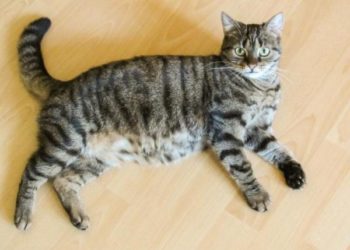 Comment soigner une insuffisance rénale chez le chat ?