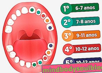 Quelle dent pousse à 7 ans ?