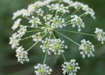 Qu'est-ce qui est toxique pour les chèvres ?