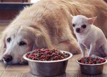 Quelle croquettes choisir pour mon chien spitz ?