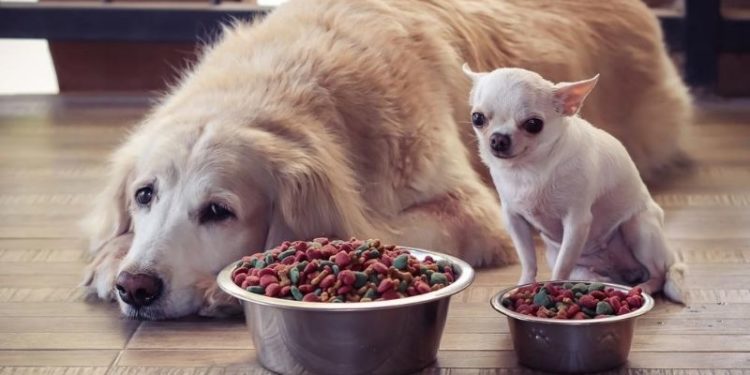 Quelle croquettes choisir pour mon chien spitz ?