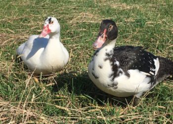 Est-ce que le canard est carnivore ?