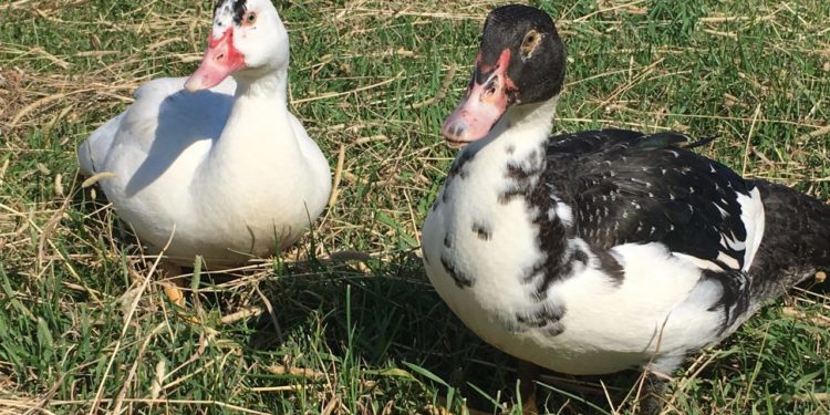 Est-ce que le canard est carnivore ?
