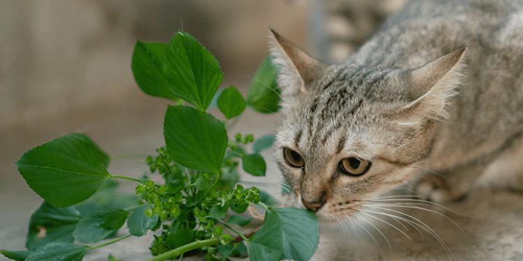 Comment soigner naturellement le coryza du chat ?