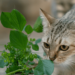 Comment soigner naturellement le coryza du chat ?