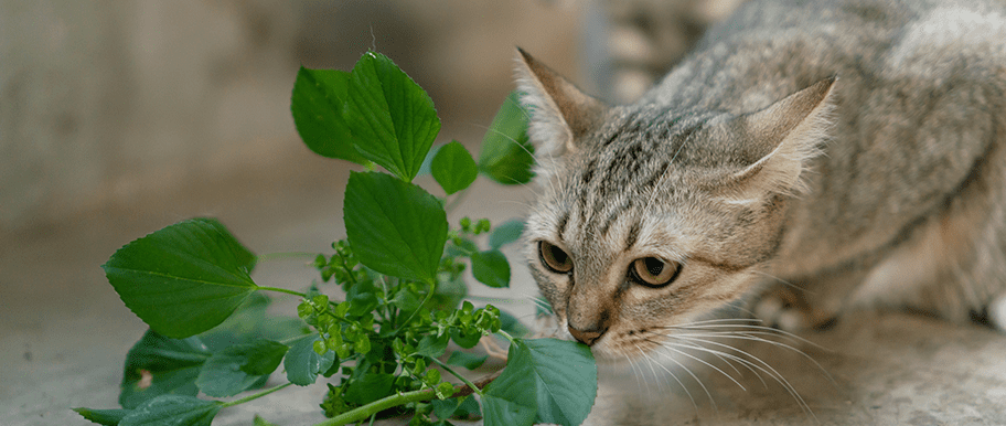 Comment Soigner Naturellement Le Coryza Du Chat