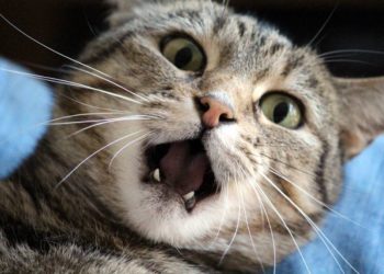 Quelle odeur pour apaiser chat ?