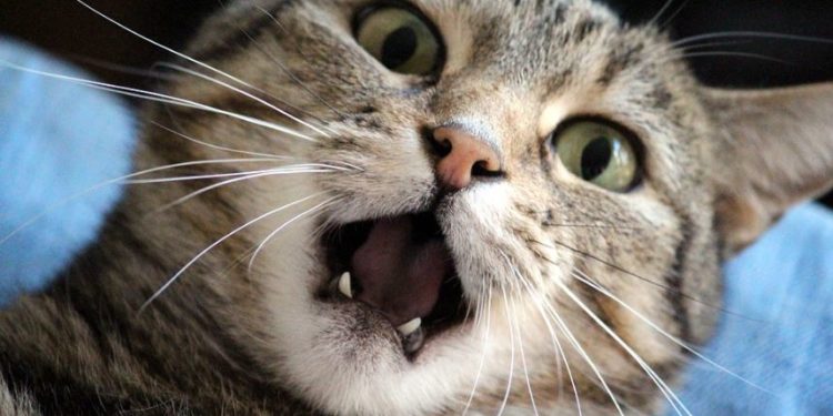 Quelle odeur pour apaiser chat ?