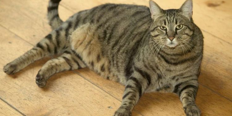 Comment retaper un chat maigre ?