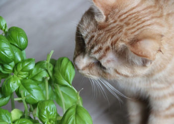 Quelles sont les plantes toxiques pour les chats ?